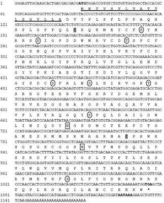 Molecular Characterization of Carbonic Anhydrase II (CA II) and Its Potential Involvement in Regulating Shell Formation in the Pacific Abalone, Haliotis discus hannai